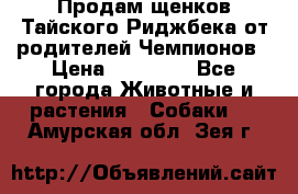 Продам щенков Тайского Риджбека от родителей Чемпионов › Цена ­ 30 000 - Все города Животные и растения » Собаки   . Амурская обл.,Зея г.